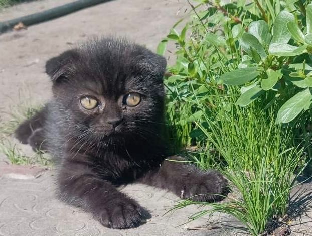 Британські кошенята