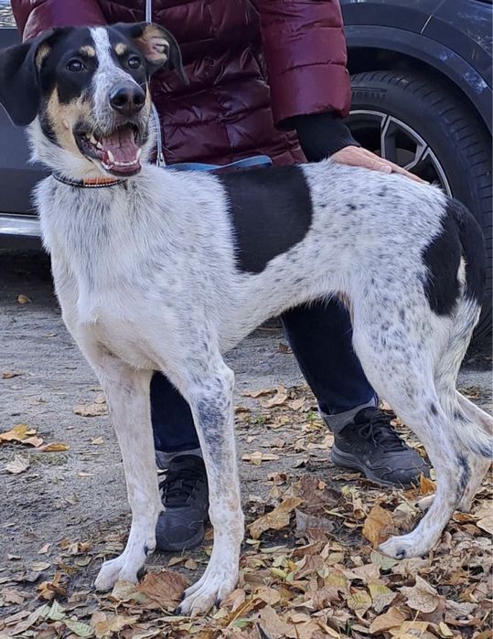 Собака для хороших хозяев.