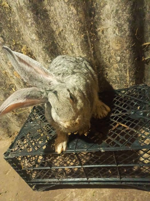 Продам кролики різних порід