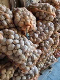 Ziemniaki  Vineta, Gala i Tajfun