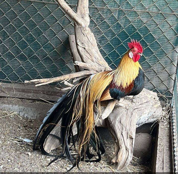 Кури Фенікс яйця інкубаційні !