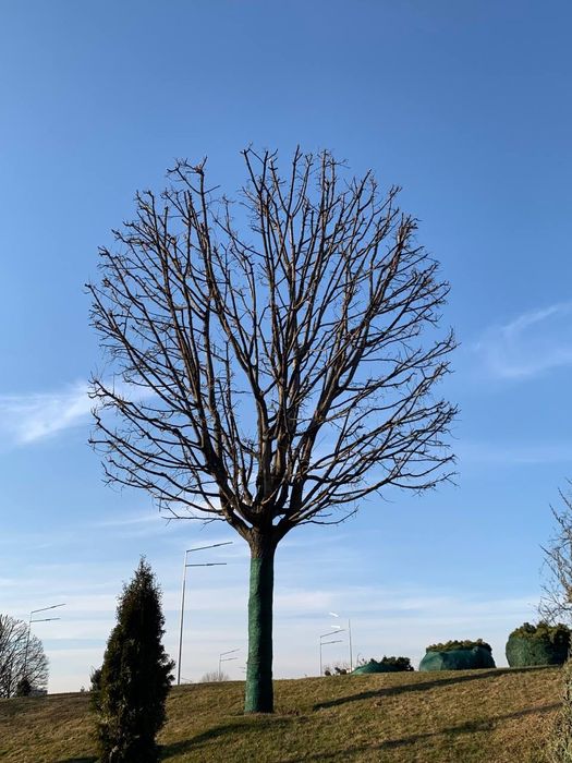 Обрізка дерев Київ | Плодові та декоративні