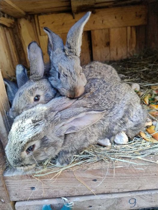 Sprzedam młode króliki