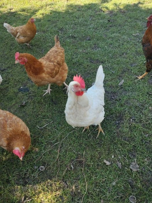 Sprzedam kury nioski