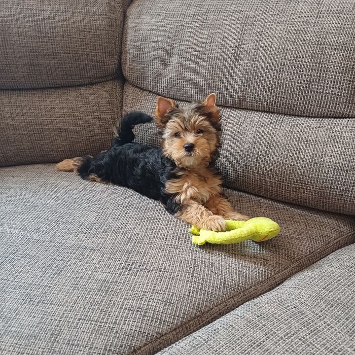 Yorkshiere Terrier suczka rodowodowa York