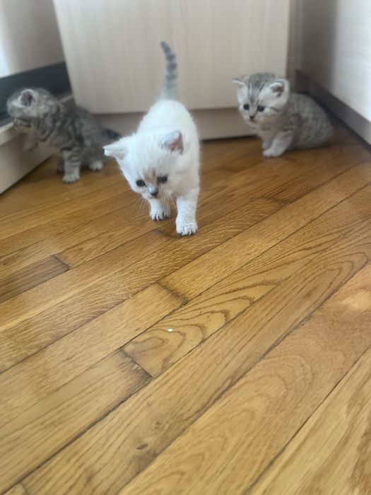 Шотландські кошенята
