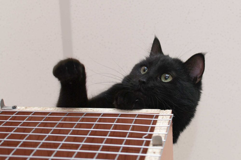 Всем привет от кота Пуговкина!