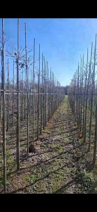 Ambrowiec  GumBall  Ambrowiec kulisty Gum Ball  pa220cm