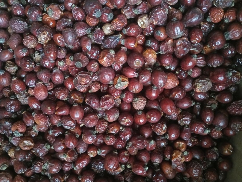 шиповник 2025.  шипшина