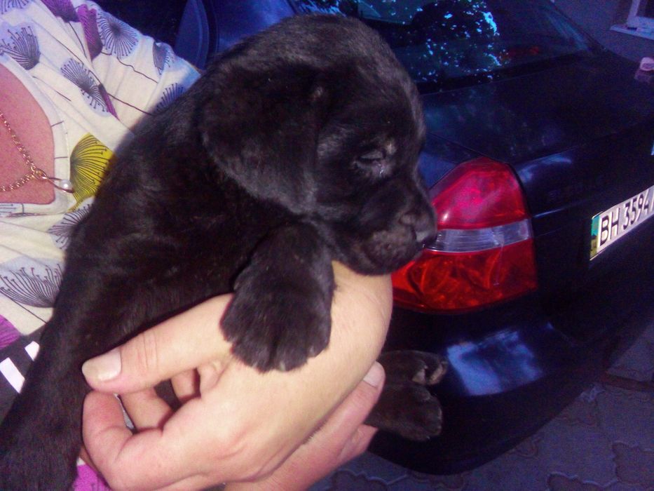 Лабрадор ретривер