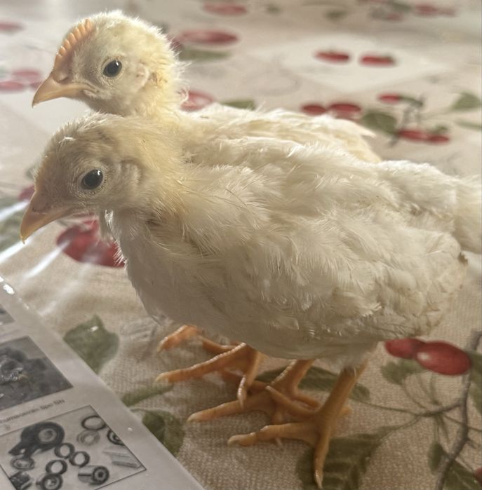 Leghorn White Casal