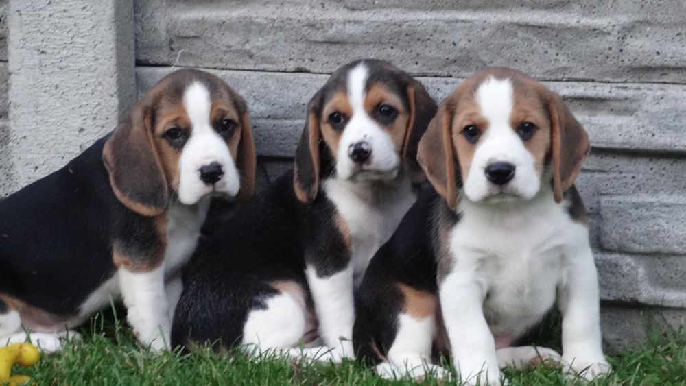 Beagle piesek Tricolor