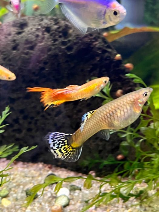 Рибки для акваріума  гуппі