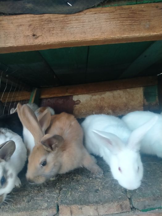 Кролики різного віку