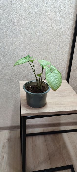 Кімнатні квіти сингоніум,аглеонема