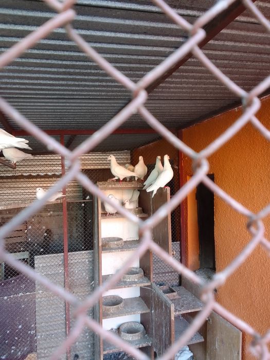 Gołębie garłacze,grube rzeszowskie,rysie,szały,StiPes-y