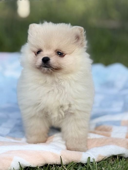 Lulu da Pomerânia menino Micro Miniatura
