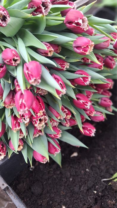 Цибулини після зрізу