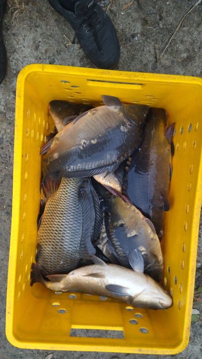 ЖИВА  Риба Короп