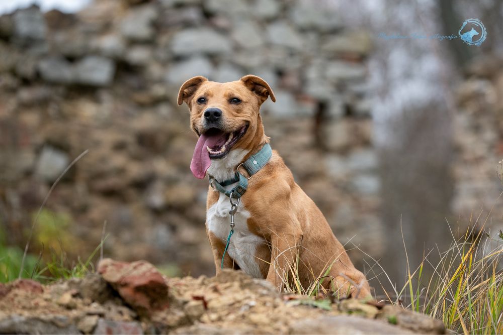 Wysportowany i mądry amstaff dla miłośnika rasy.Ułożony,silny i piękny