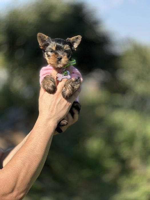 Йорки з документами — здорові та доглянуті