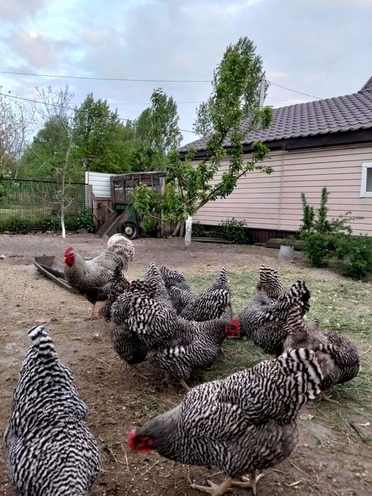 Інкубаційне яйце курей породи Амрокс