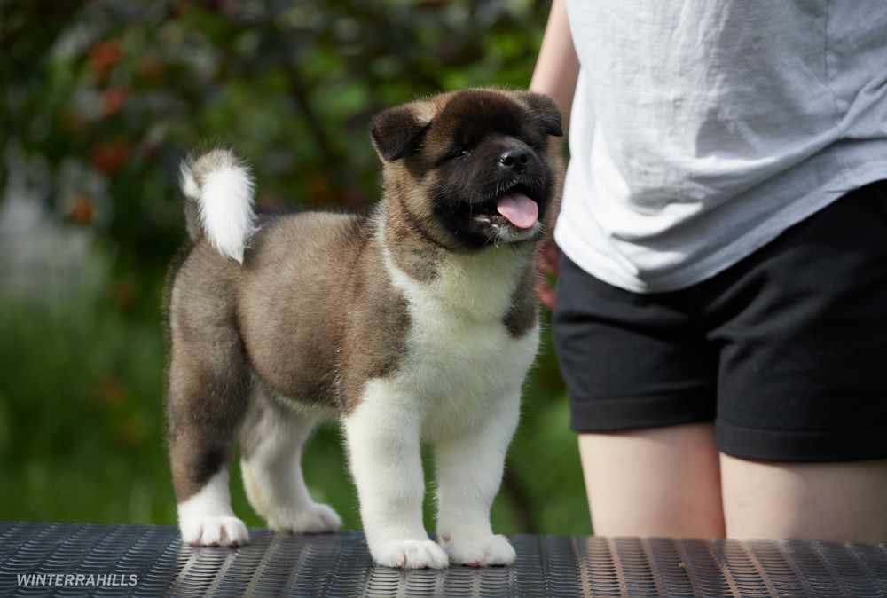 Найкращі цуценята Американської Акіти