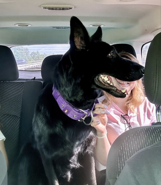 Перевозка животных собак котов перевезення тварин котів собак