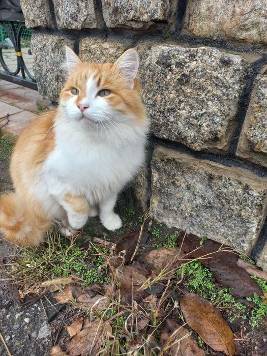 Молодий котик проситься в сім'ю