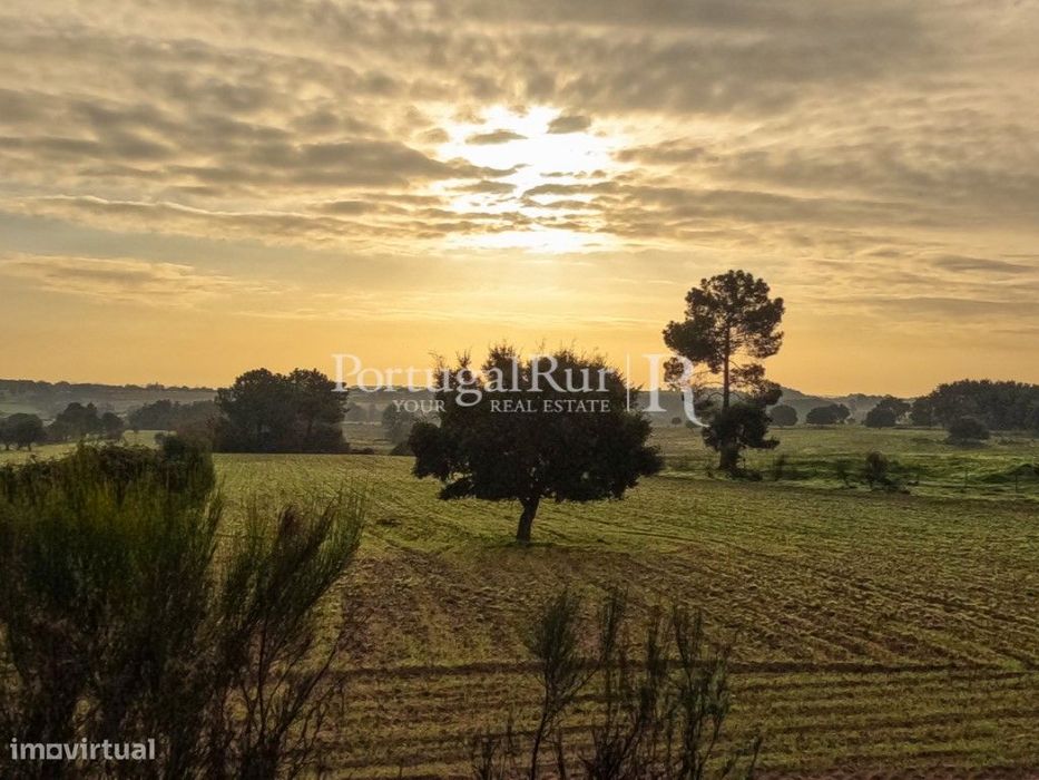Quinta com 5 hectares e ruína