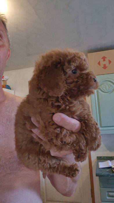 Лапочки тойчики дівчатка красотульки