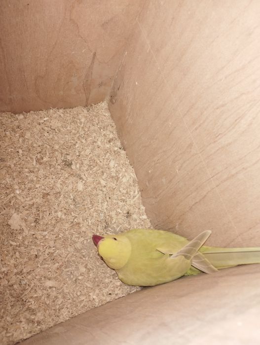 Casal Ring Neck iacewing