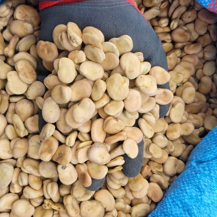 Bób oczyszczony Bizon WYSYŁKA Super JAKOŚĆ jasny 2025r