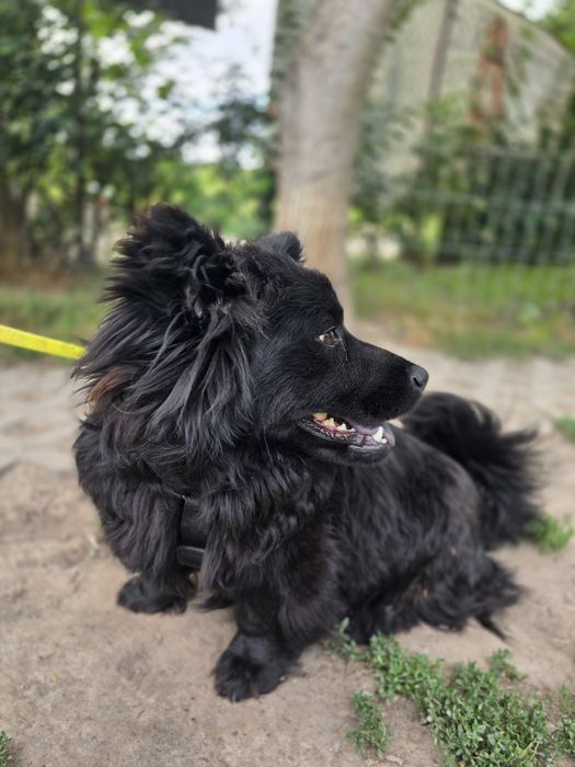 Dajra- mini Chow Chow szuka kochającego domu