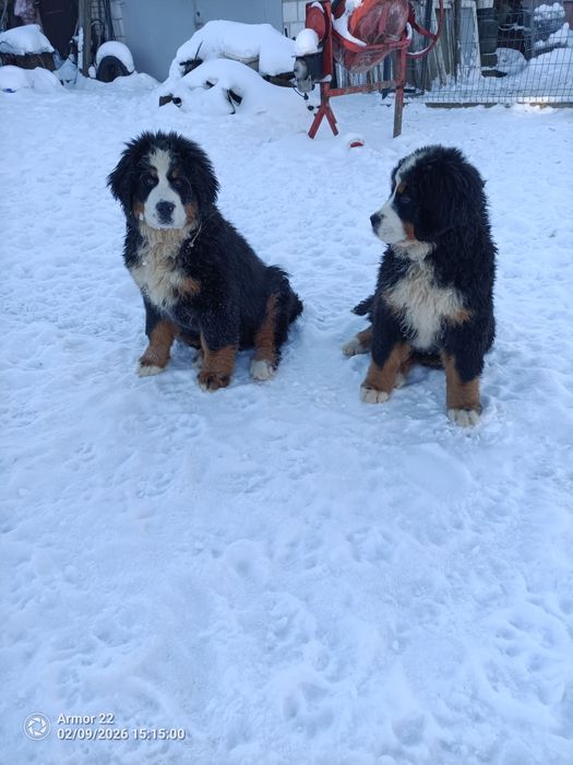 Berneński Pasterski!!!