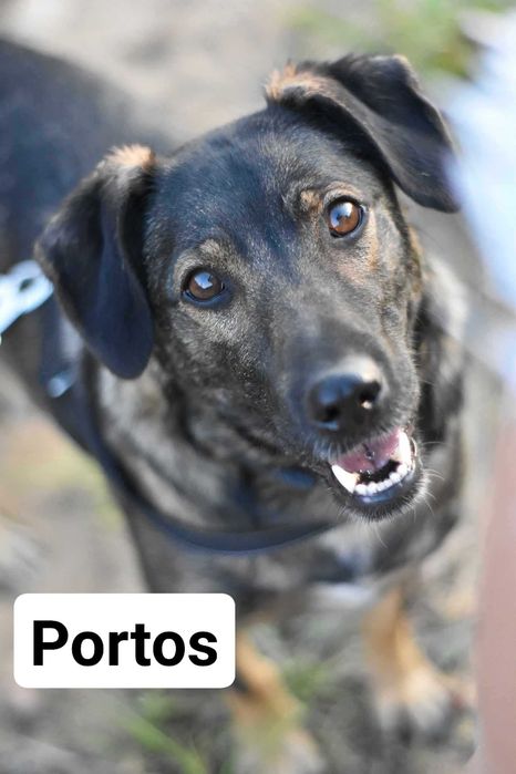 Portos i Aramis pragną ciepłego domu. Pokochasz?