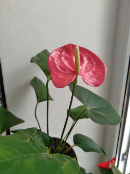 Антуриумы в ассортименте