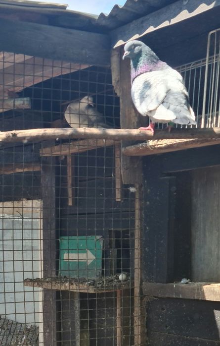 Sprzedam Gołębie rysie