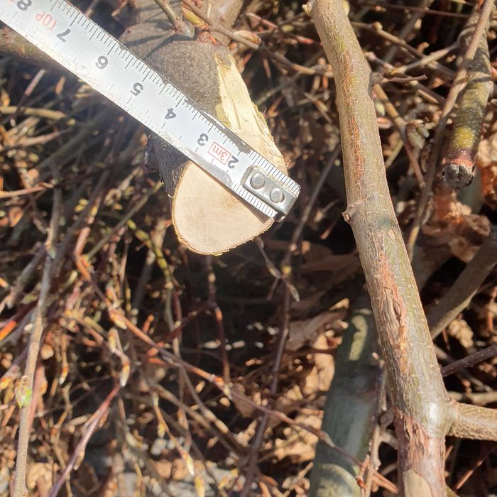 Odam za darmo gałęzi grabowe