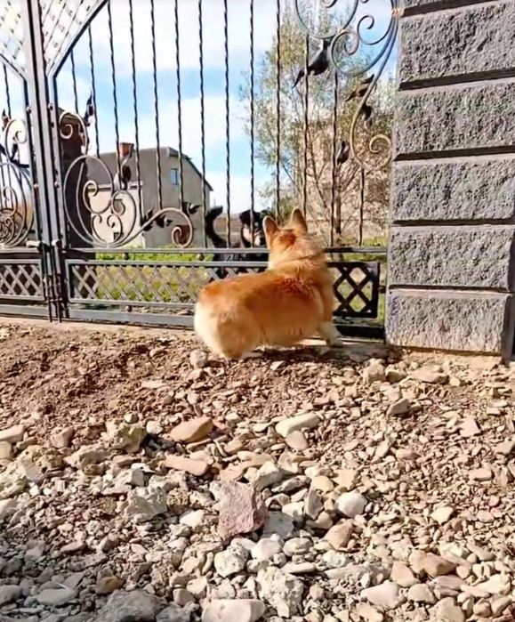 Вельш Коргі Пемброк