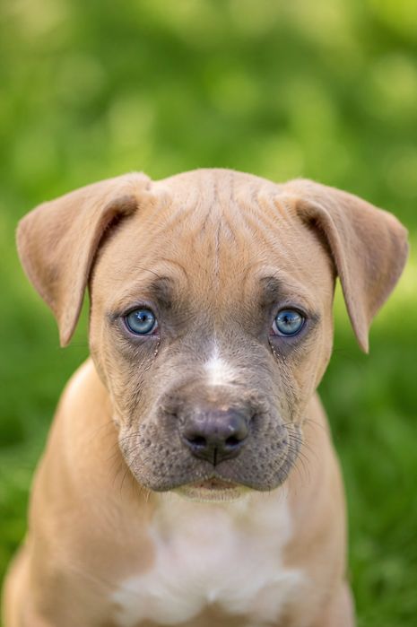 Mega rodzinna i oddana suczka Amstaff!