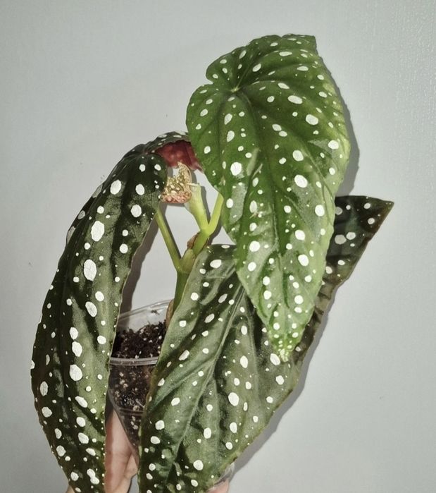 Рідкісні бегонії