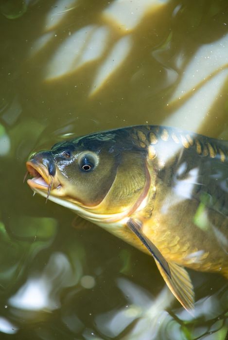 Karp handlowy i kroczek