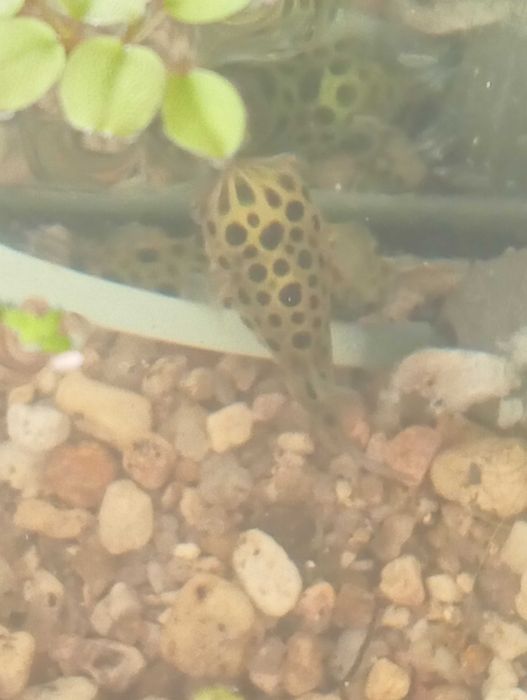 Peixe balão(tetraodon nigroviridis)