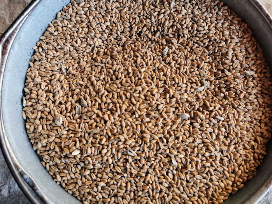 Pszenica ozima ROTAX  Żyto, Owies