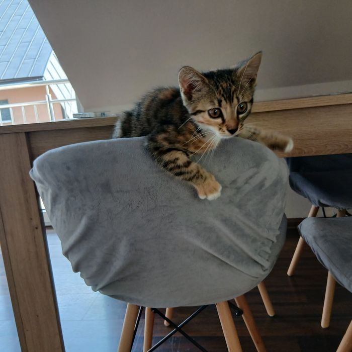 Maluszek do adopcji!