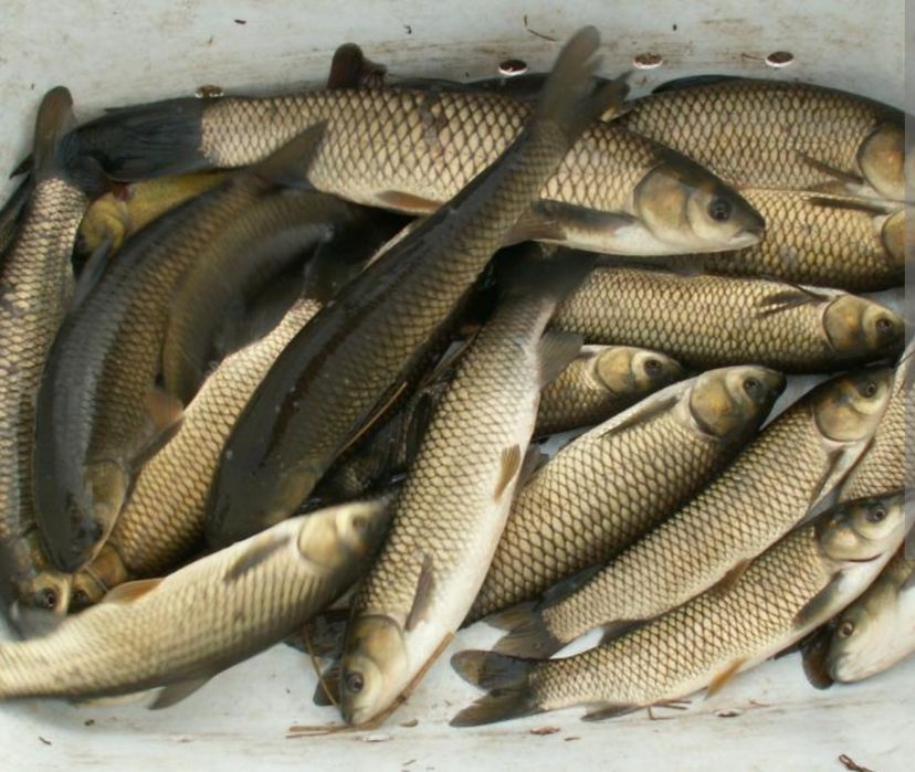Narybek Kroczek Karp , Amur ,Lin ,Jesiotr, Tołpyga , Karaś