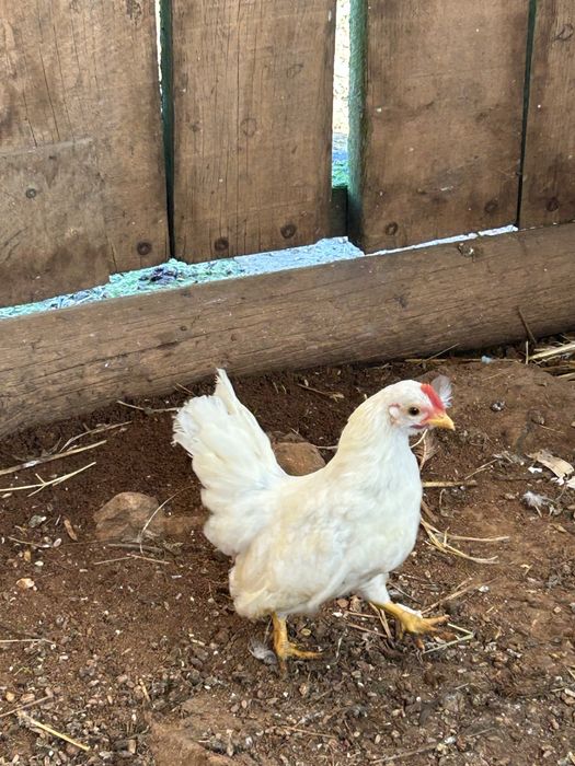 Galo raça seremas .