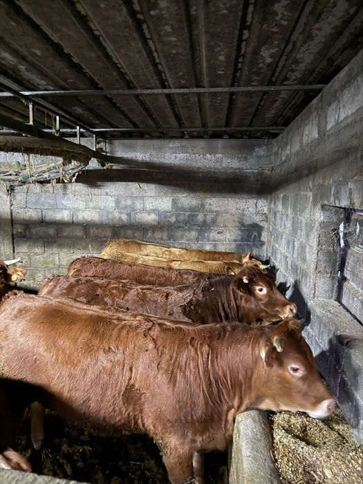 8 Novilhas prontas para abate