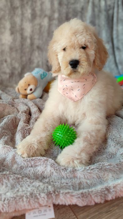 Goldendoodle standard badania genetyczne pudel dogoterapia